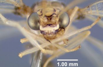 Media type: image; Entomology 26214   Aspect: head frontal view 2
